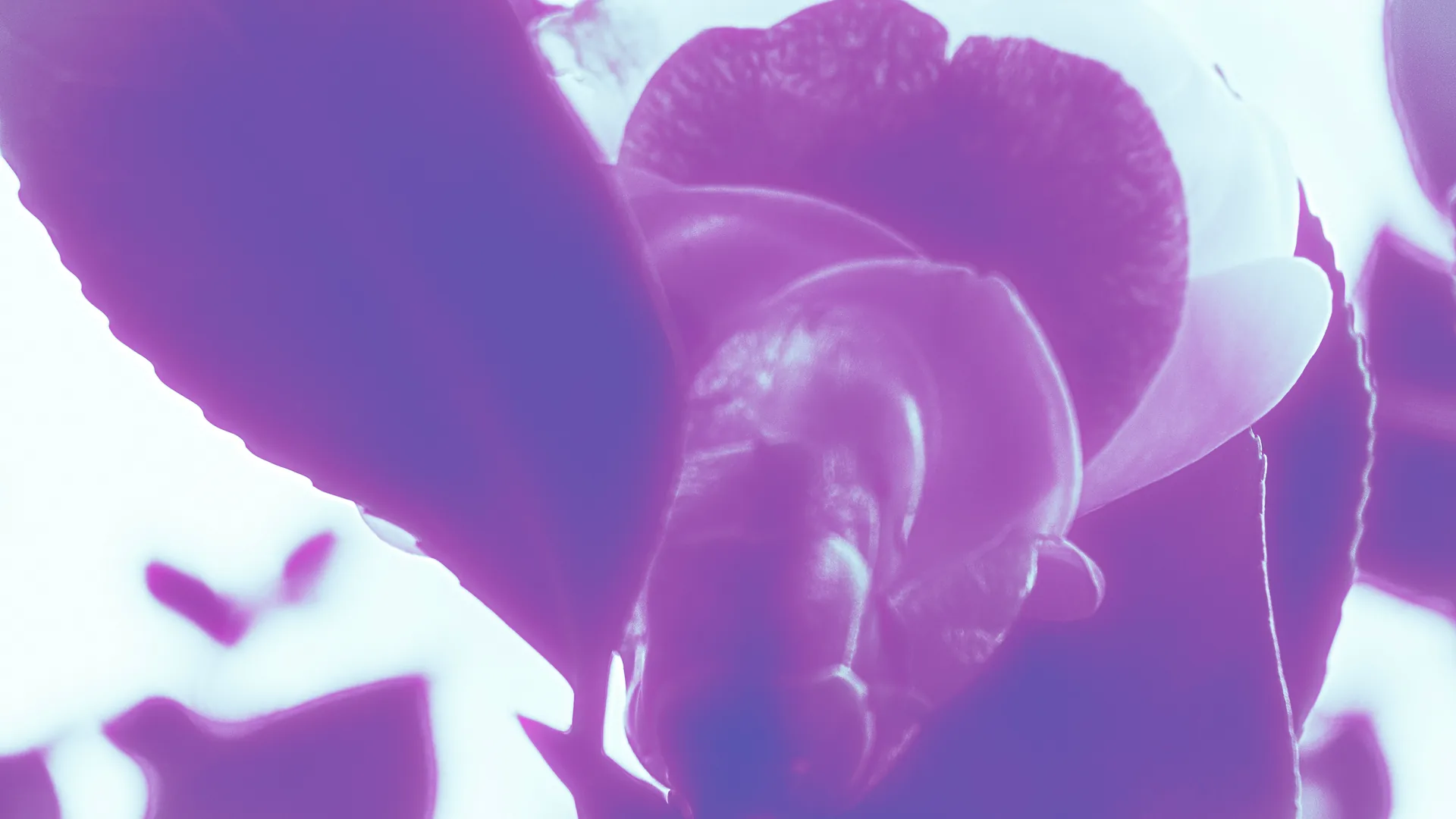 BIOMA · EchO — opera 12