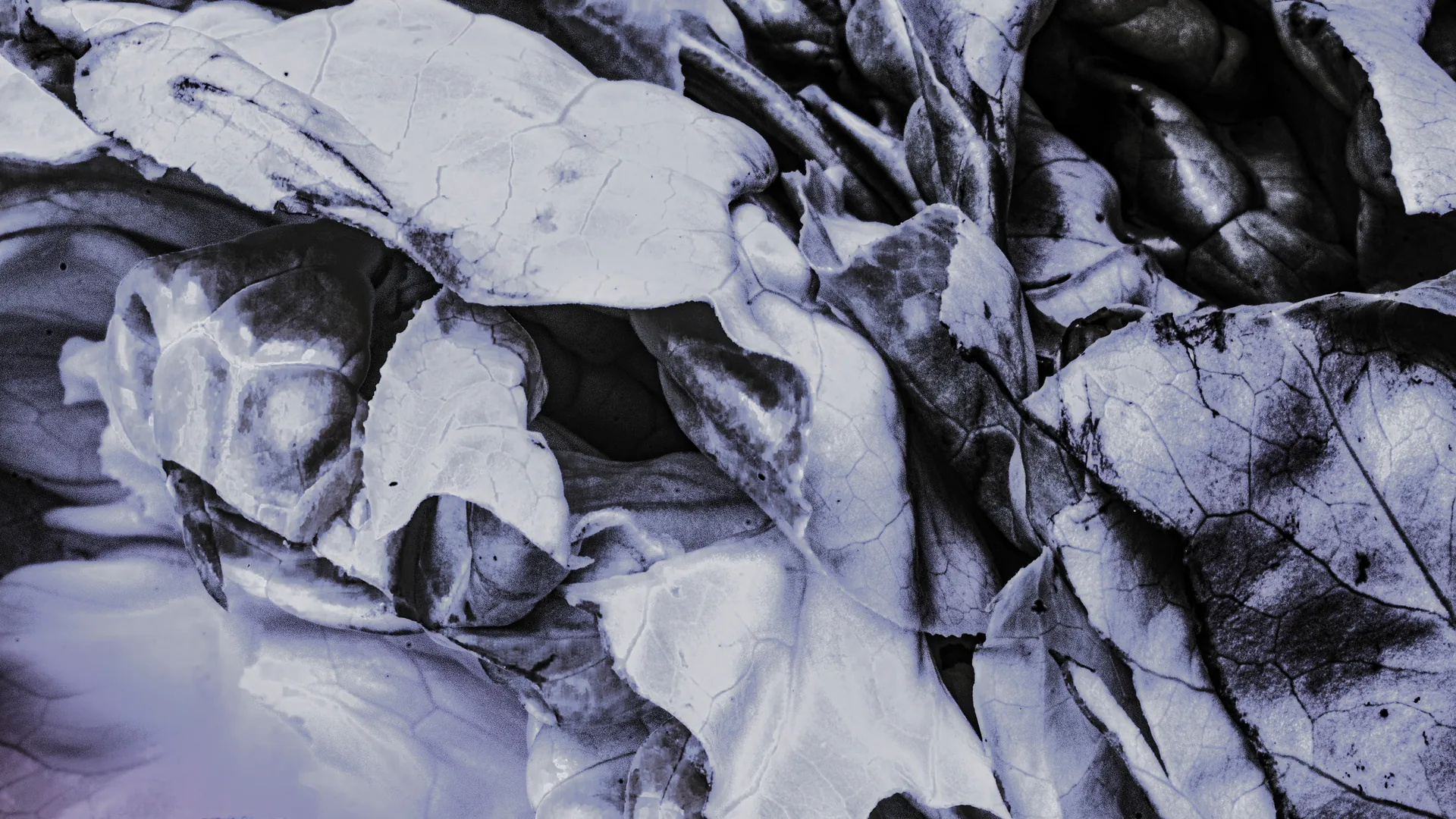 BIOMA · EchO — opera 14